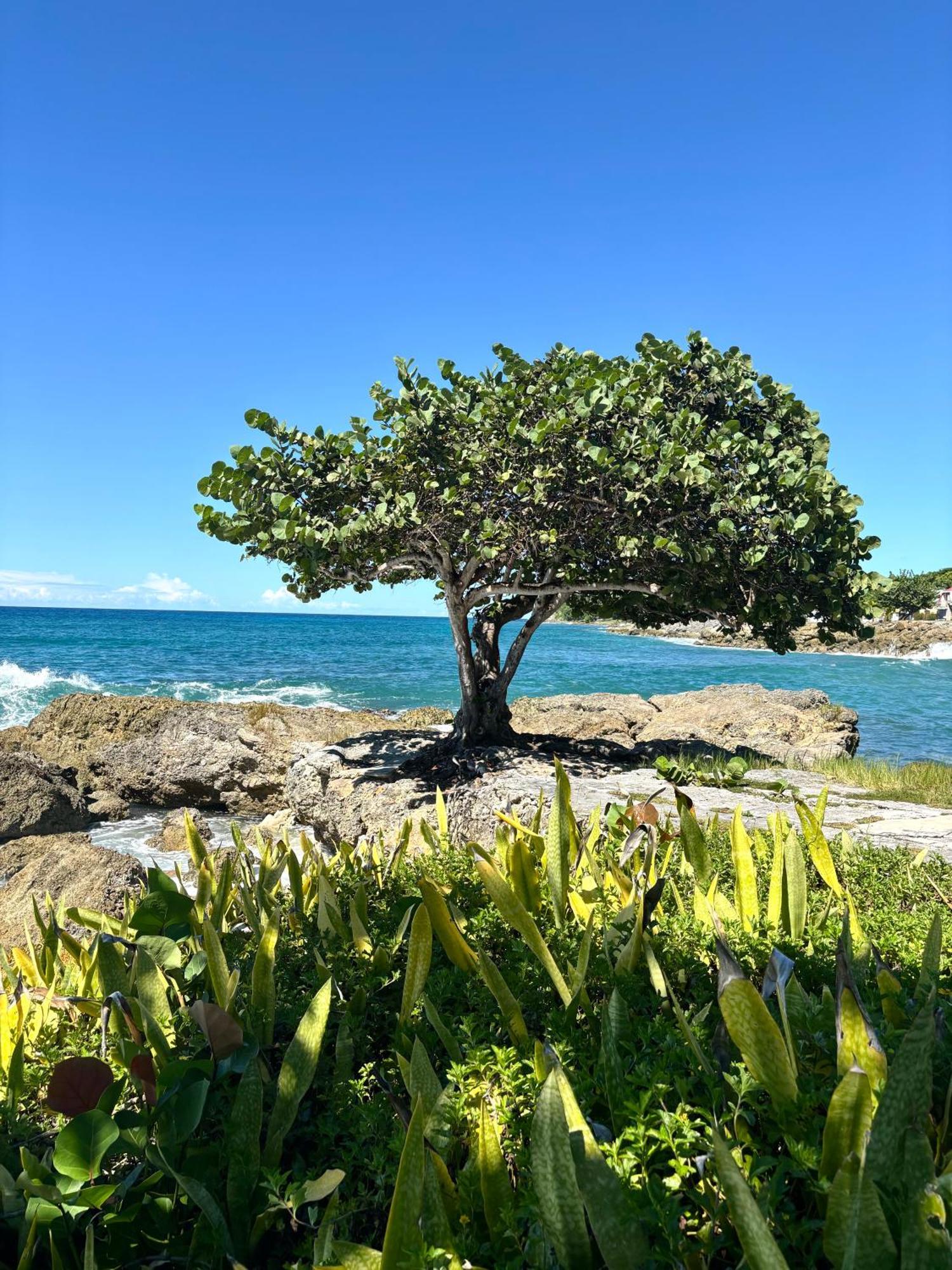 Lavann Wouj - Proche Des Plages Et Du Bourg Villa Anse-Bertrand Buitenkant foto